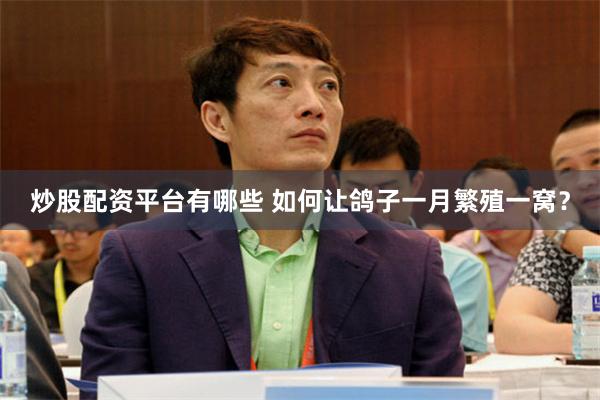 炒股配资平台有哪些 如何让鸽子一月繁殖一窝？